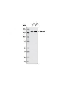 Cell Signaling Rad50 Antibody