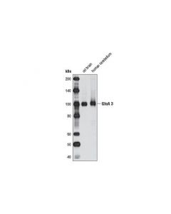 Cell Signaling Ampa Receptor 3 (Glua 3) Antibody