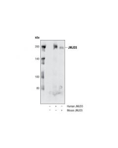 Cell Signaling Jmjd3 Antibody