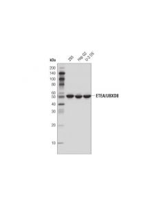 Cell Signaling Etea/Ubxd8 (D8h6d) Rabbit mAb