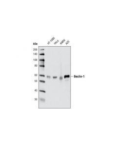 Cell Signaling Beclin-1 (D40c5) Rabbit mAb