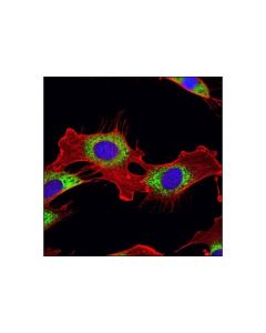 Cell Signaling Pdi (C81h6) Rabbit mAb