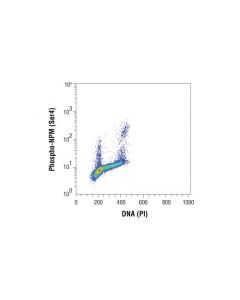 Cell Signaling Phospho-Npm (Ser4) (D19c1) Xp Rabbit mAb