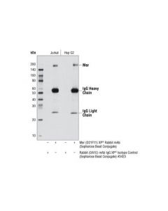 Cell Signaling Mer (D21f11) Xp Rabbit mAb (Sepharose Bead Conjugate)