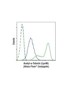 Cell Signaling Acetyl-Alpha-Tubulin (Lys40) (D20g3) Xp Rabbit mAb (Alexa Fluor 488 Conjugate)