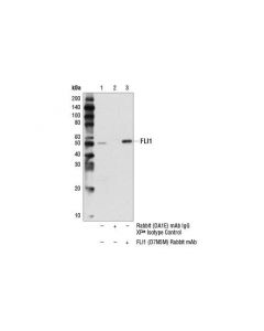 Cell Signaling Fli1 (D7n5m) Rabbit mAb