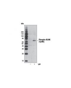 Cell Signaling Phospho-Blnk (Tyr96) Antibody