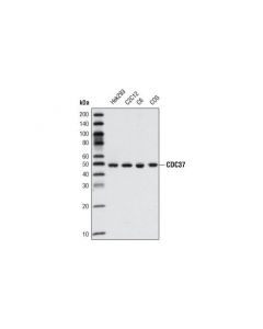 Cell Signaling Cdc37 (V367) Antibody
