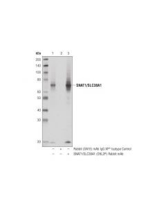 Cell Signaling Snat1/Slc38a1 (D9l2p) Rabbit mAb