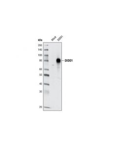 Cell Signaling Dido1 Antibody