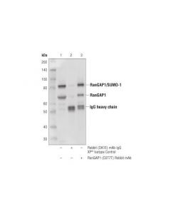 Cell Signaling Rangap1 (D2t7t) Rabbit mAb