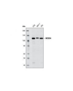 Cell Signaling Nedd4 (C5f5) Rabbit mAb