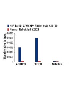 Cell Signaling Hif-1alpha (D1s7w) Xp<Lt/>Sup&Gt;®<Lt/>/Sup&Gt; Rabbit mAb