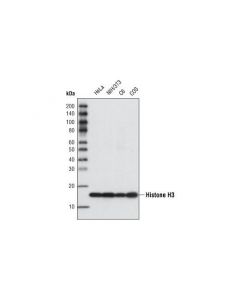 Cell Signaling Histone H3 (96c10) Mouse mAb