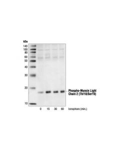 Cell Signaling Phospho-Myosin Light Chain 2 (Thr18/Ser19) Antibody