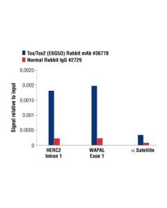 Cell Signaling Tox/Tox2 (E6g5o) Rabbit mAb