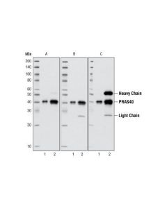 Cell Signaling Mouse Anti-Rabbit Igg (Conformation Specific) (L27a9) mAb