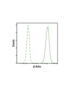 Cell Signaling Beta-Actin (8h10d10) Mouse mAb