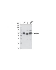 Cell Signaling Beclin-1 Antibody