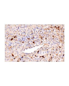 Cell Signaling Cxcl9/Mig (E6z5w) Rabbit mAb (Bsa And Azide Free)