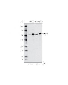 Cell Signaling Rig-I (D14g6) Rabbit mAb