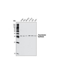 Cell Signaling Thymidylate Synthase Antibody