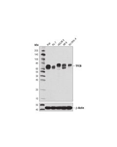 Cell Signaling TFEB (D2O7D) Rabbit mAb