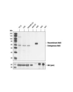Cell Signaling Akt3 (62a8) Rabbit mAb