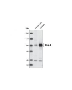 Cell Signaling Ampa Receptor 4 (Glua 4) (Arg860) Antibody