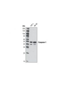 Cell Signaling Caspase-1 (D7f10) Rabbit mAb