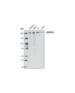 Cell Signaling Jarid1a (D28b10) Rabbit mAb