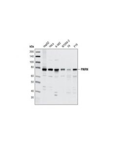 Cell Signaling Parn (A42) Antibody