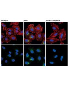 Cell Signaling Phosphoplus Mtor (Ser2448) Antibody Duet
