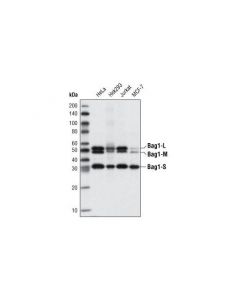 Cell Signaling Bag1 (3.10g3e2) Mouse mAb