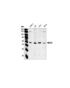 Cell Signaling Mst2 Antibody