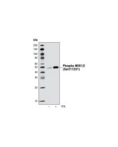 Cell Signaling Phospho-Mek1/2 (Ser217/221) (41g9) Rabbit mAb (Biotinylated)