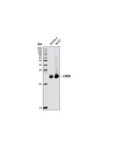 Cell Signaling Lin28a (P22) Antibody