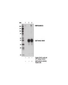Cell Signaling Mrp3/Abcc3 (D8v8j) Rabbit mAb