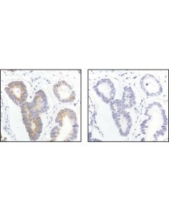 Cell Signaling Galpha (Pan) Antibody