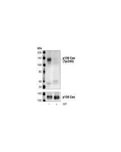 Cell Signaling Phospho-P130 Cas (Tyr249) Antibody