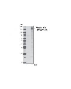Cell Signaling Phospho-Met (Tyr1234/1235) (D26) Xp Rabbit mAb (Biotinylated)