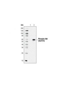Cell Signaling Rabbit (Da1e) mAb Igg Xp Isotype Control (Biotinylated)