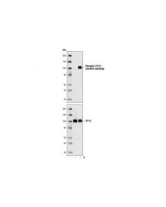 Cell Signaling Phospho-Tif1beta (Ser824) Antibody