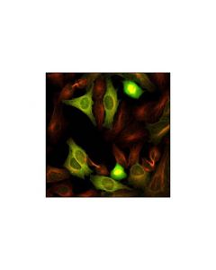 Cell Signaling Cyclin B1 Antibody