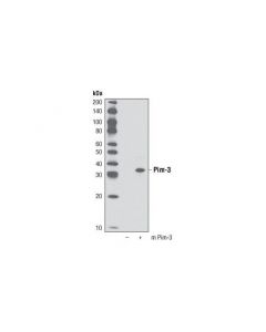 Cell Signaling Pim-3 (D17c9) Rabbit mAb