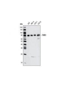 Cell Signaling Fxr1 Antibody