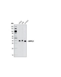 Cell Signaling Ampkbeta1 (71c10) Rabbit mAb