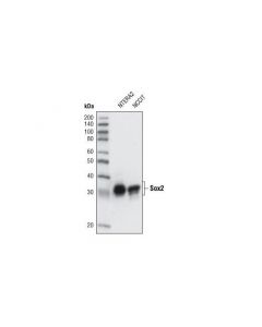 Cell Signaling Sox2 (L73b4) Mouse mAb