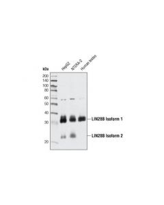 Cell Signaling Lin28b Antibody