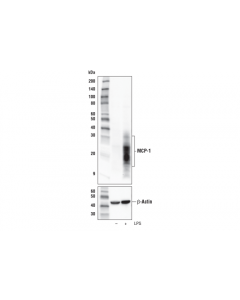 Cell Signaling Mcp-1 (E9r7z) Rabbit mAb